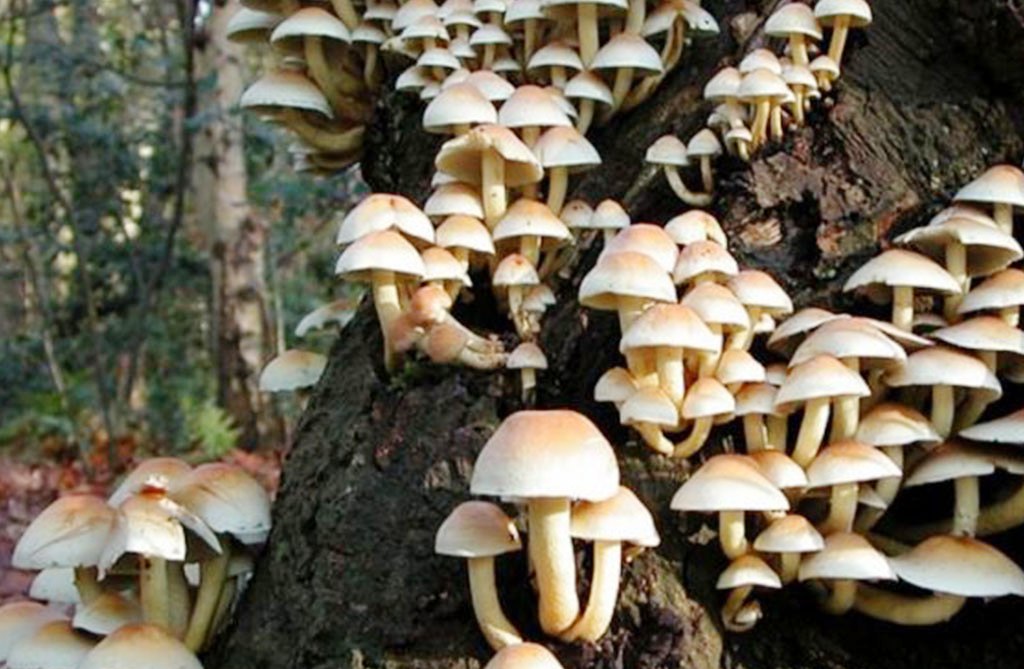 जङ्गली च्याउ खाँदा एकै परिवारका तीन जनाको मृत्यु